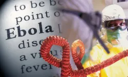 Kongo'da Ebola vakaları 321'e yükseldi