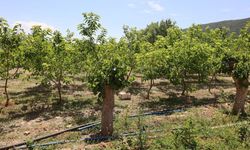 Muğla'da kozalar berekete dönüştü