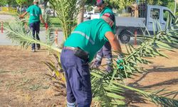 Efeler'de yeşil alanların bakımı aralıksız sürüyor