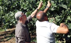Mudanya'da incir hasadı sürüyor