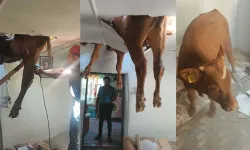 Kaçan boğa evin çatısına düştü