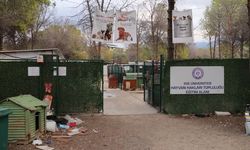 'Yurt' iddiasıyla 160 köpek barınaktan alındı!