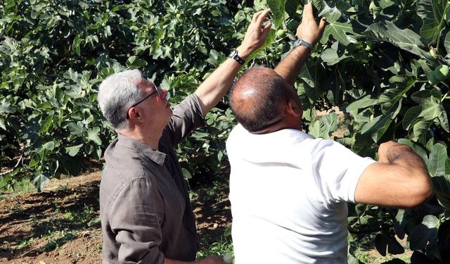 Mudanya'da incir hasadı sürüyor