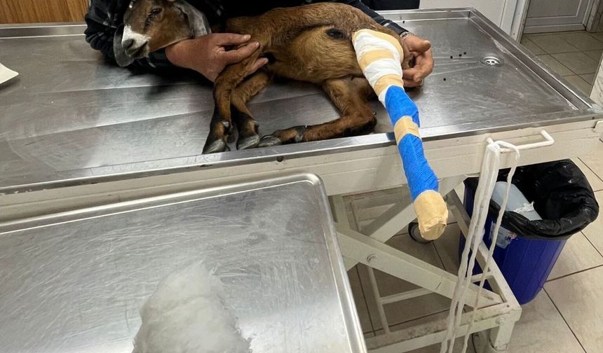 Yaralı oğlak sağlığına büyükşehir'le kavuştu